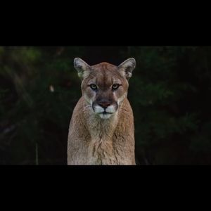 Meet your Posher, Ty